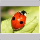 Adalia bipunctata - Zweipunkt 02.jpg